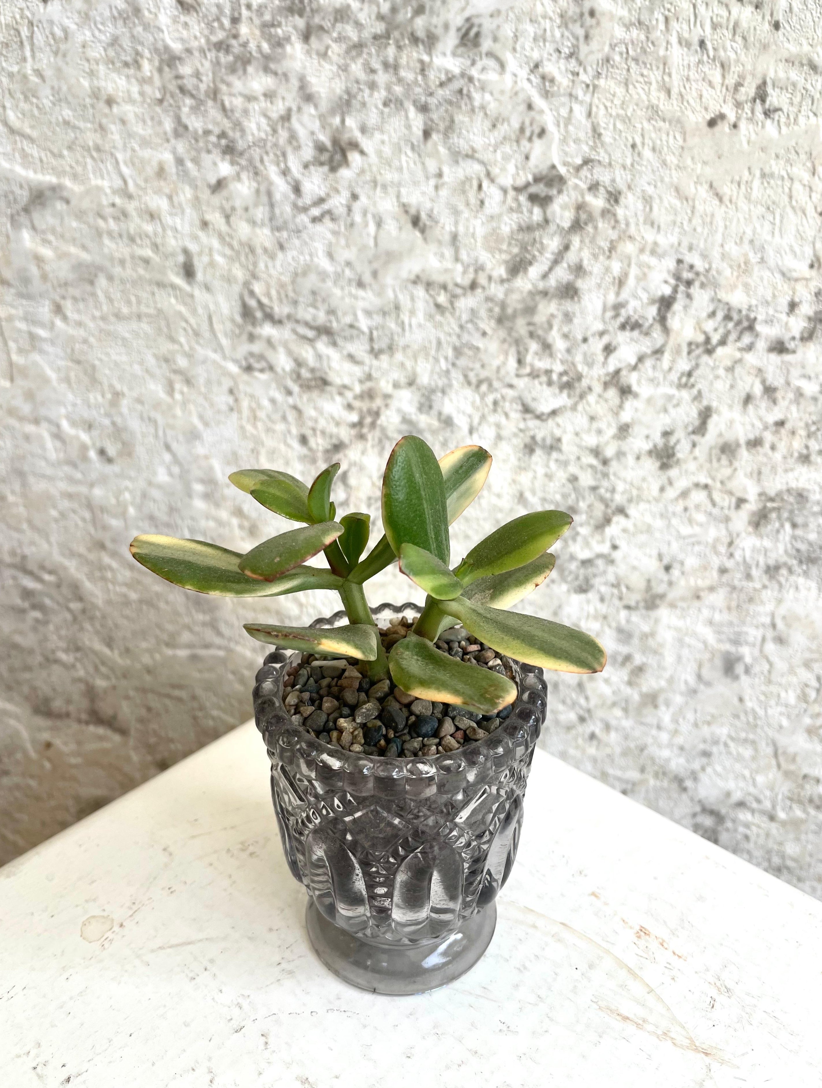 Suculenta Crassula Ovata Tricolor Cód. SCOTC01