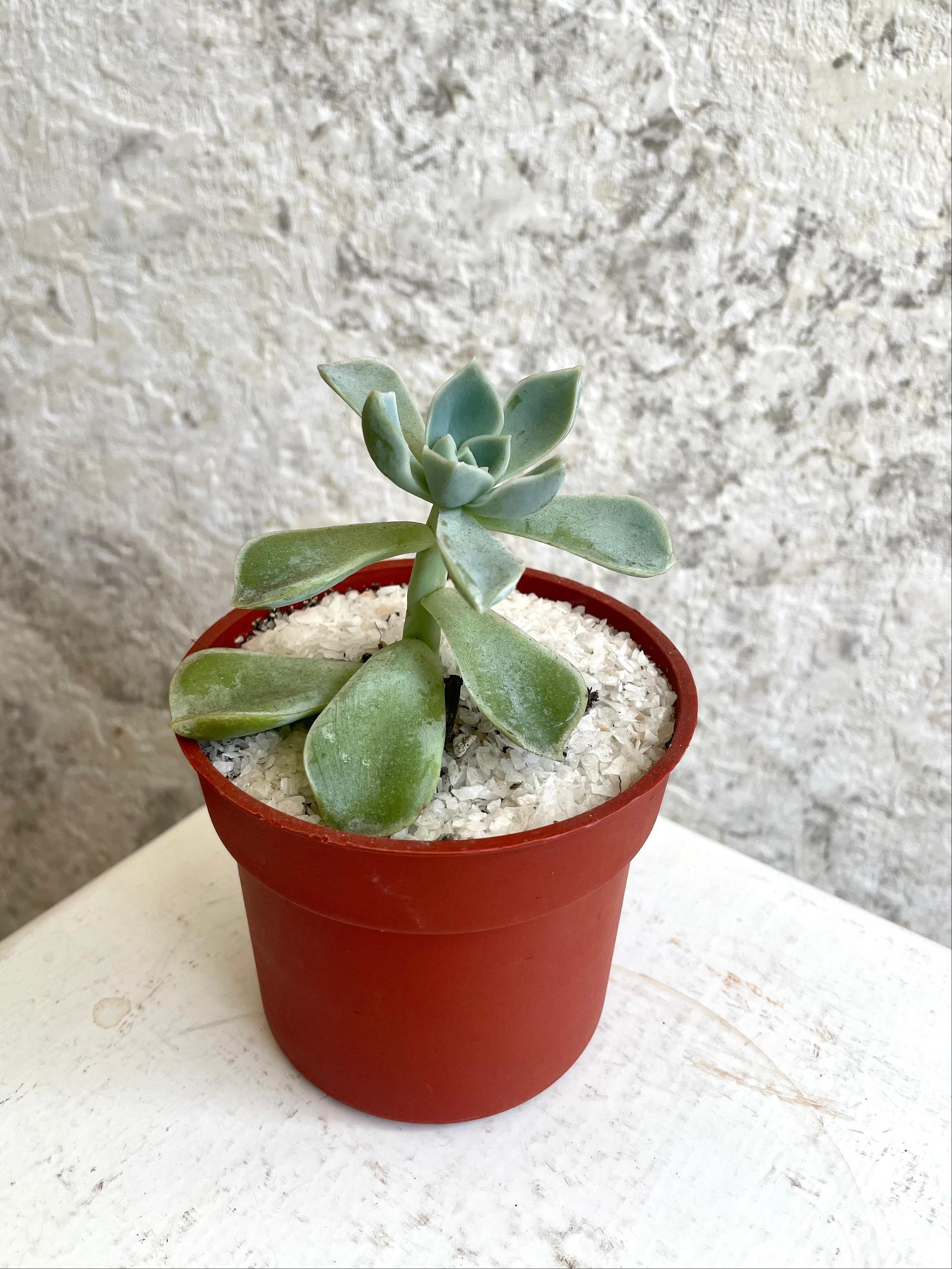 Suculenta Graptopétalo Cód. SGMP01