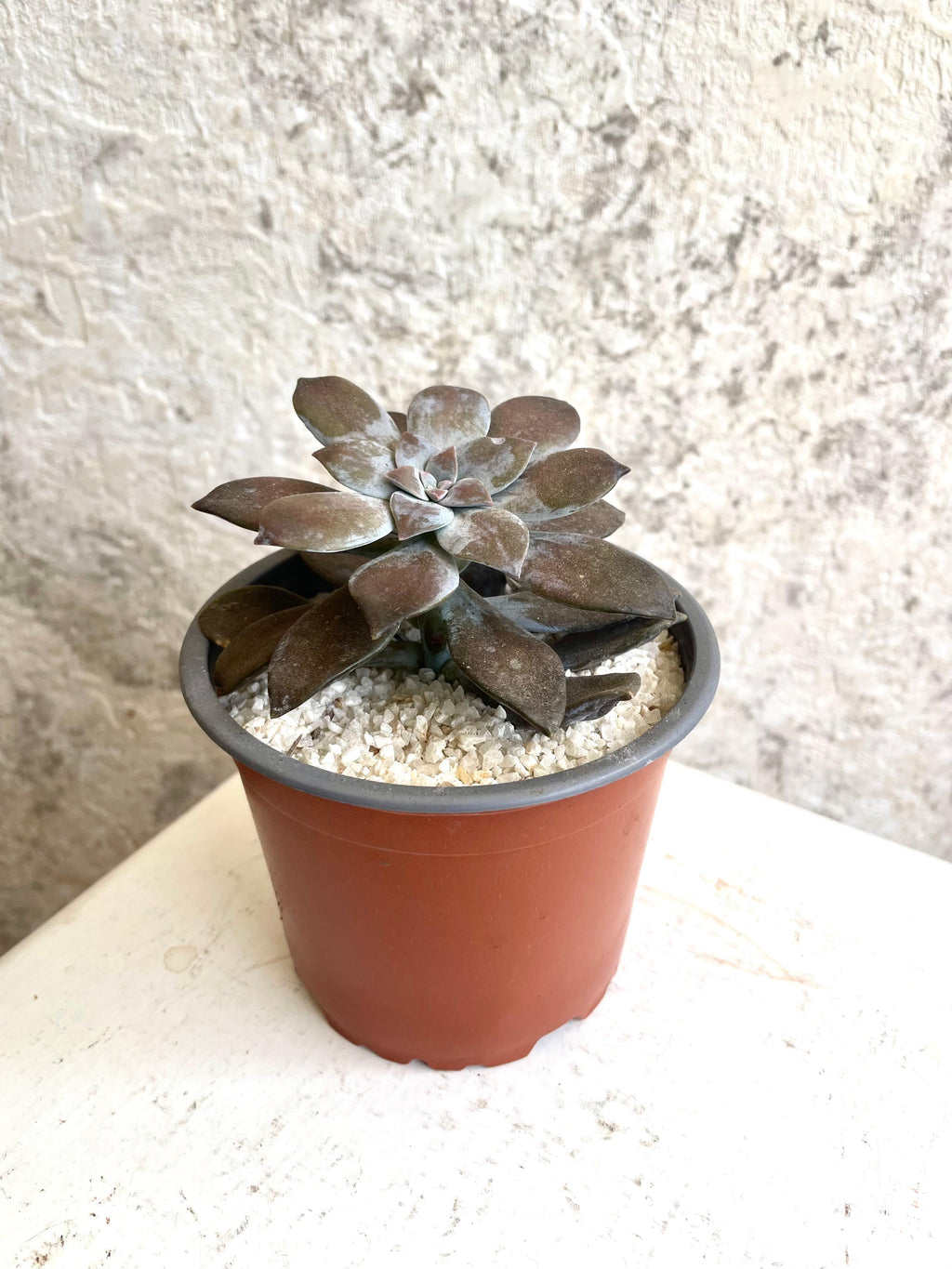 Suculenta Purple Delight Cód. CPDMP01