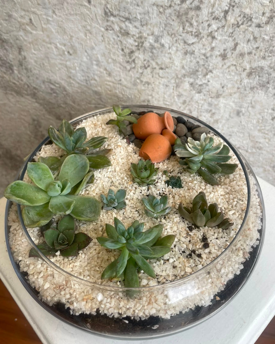 Terrario de Suculentas Cód. TS01