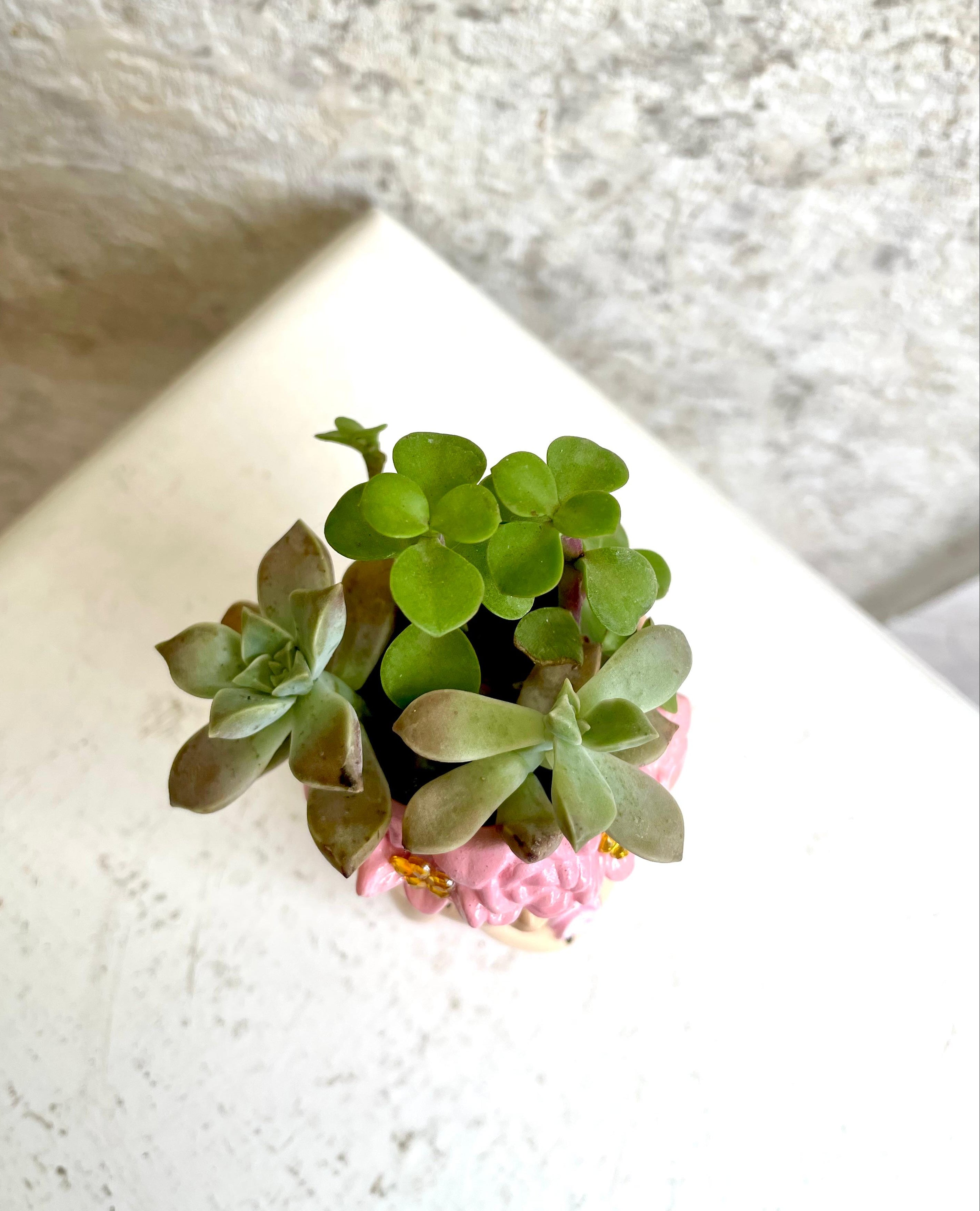 Suculenta Soñadora Rosa Pequeña  Cód. SSRP01