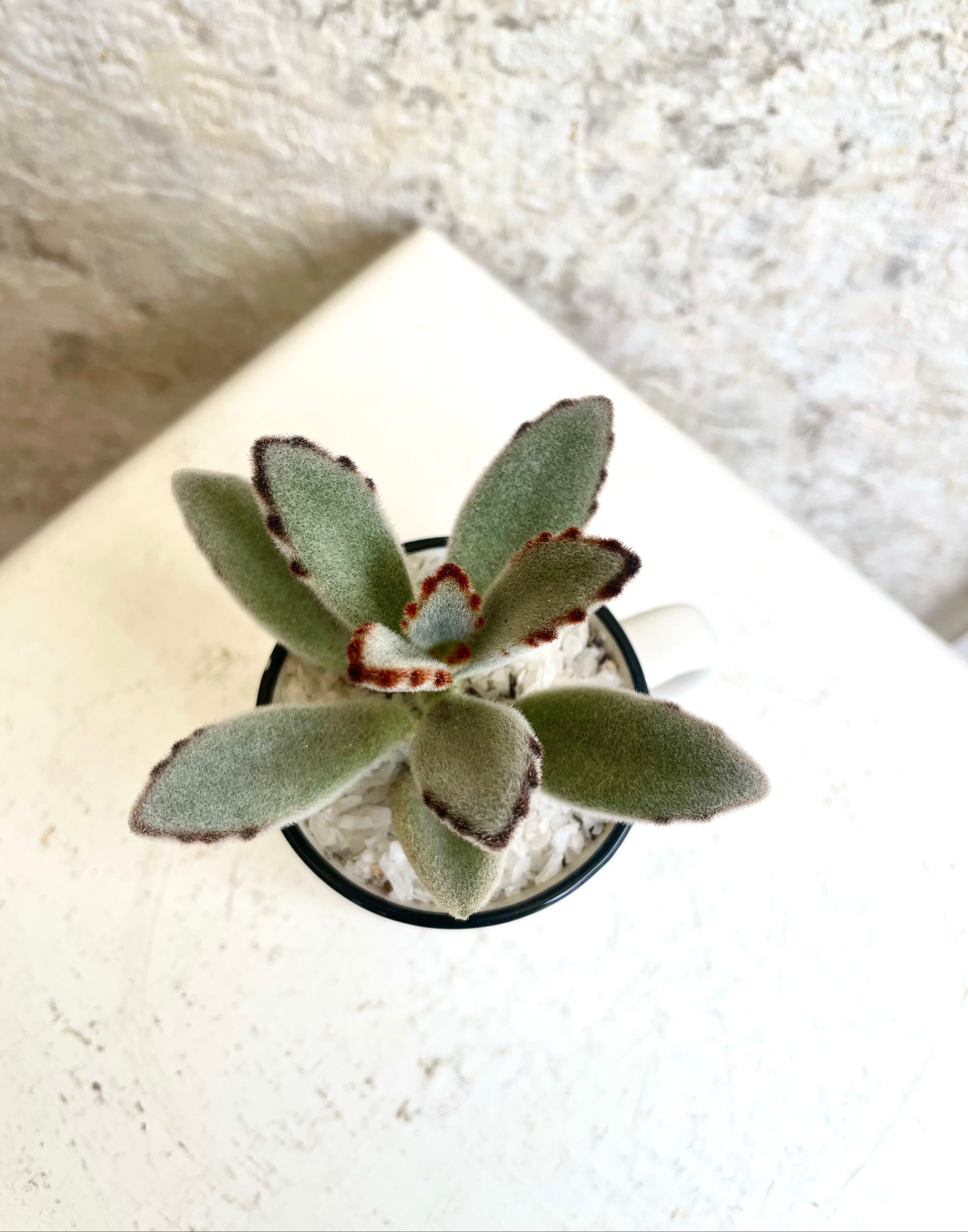 Suculenta Planta Panda en Tacita Cód. SPPT01