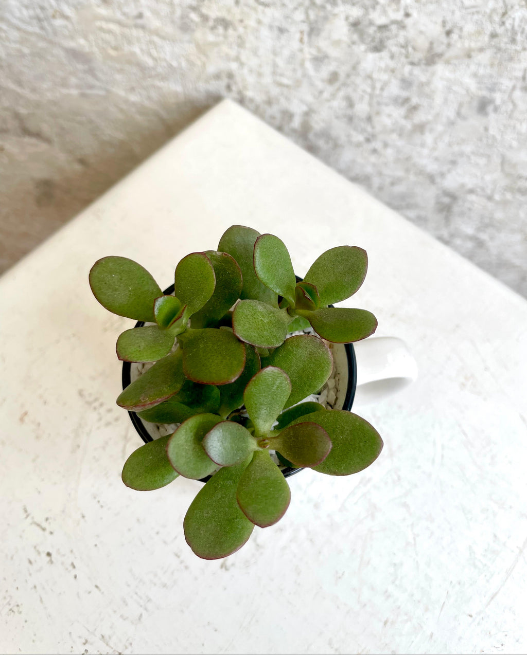 Suculenta Planta de Jade en Tacita Cód. SPJT01