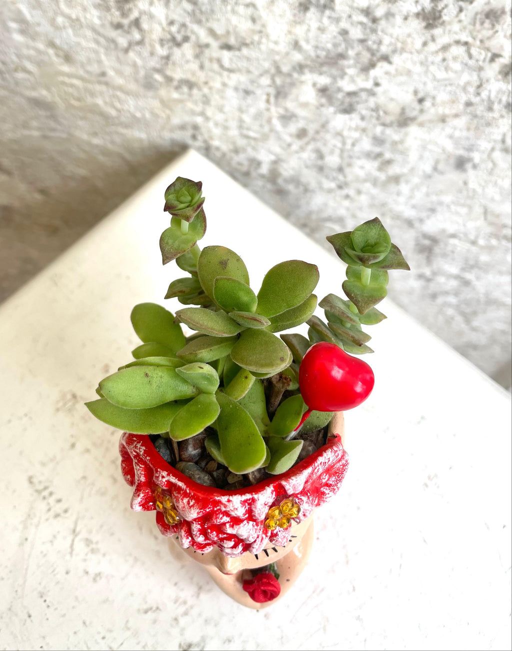 Suculenta Soñadora Roja Pequeña Cód. SSRP02