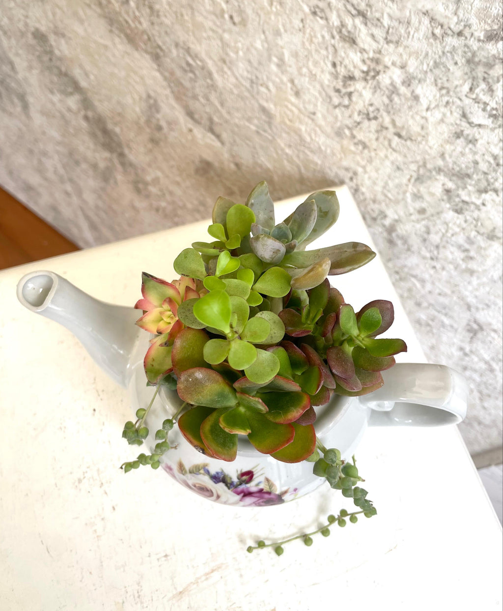 Suculentas en Teterita Decorativa Cód. STD01