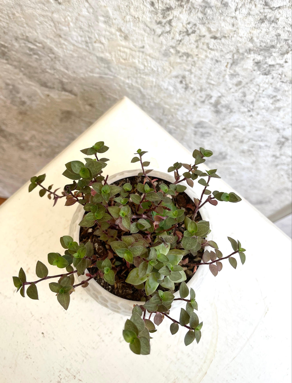 Suculenta Callisia Repens Cód. SCRM3D01