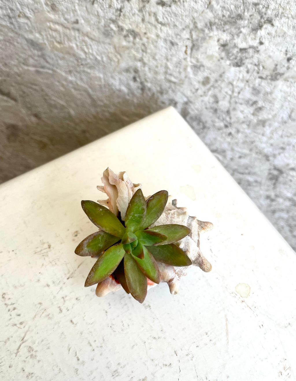 Suculentas "Jardín Marino Mini" Cód. SJMM01