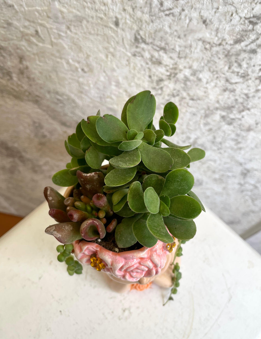 Suculentas Soñadora Rosa Cód. SSP02