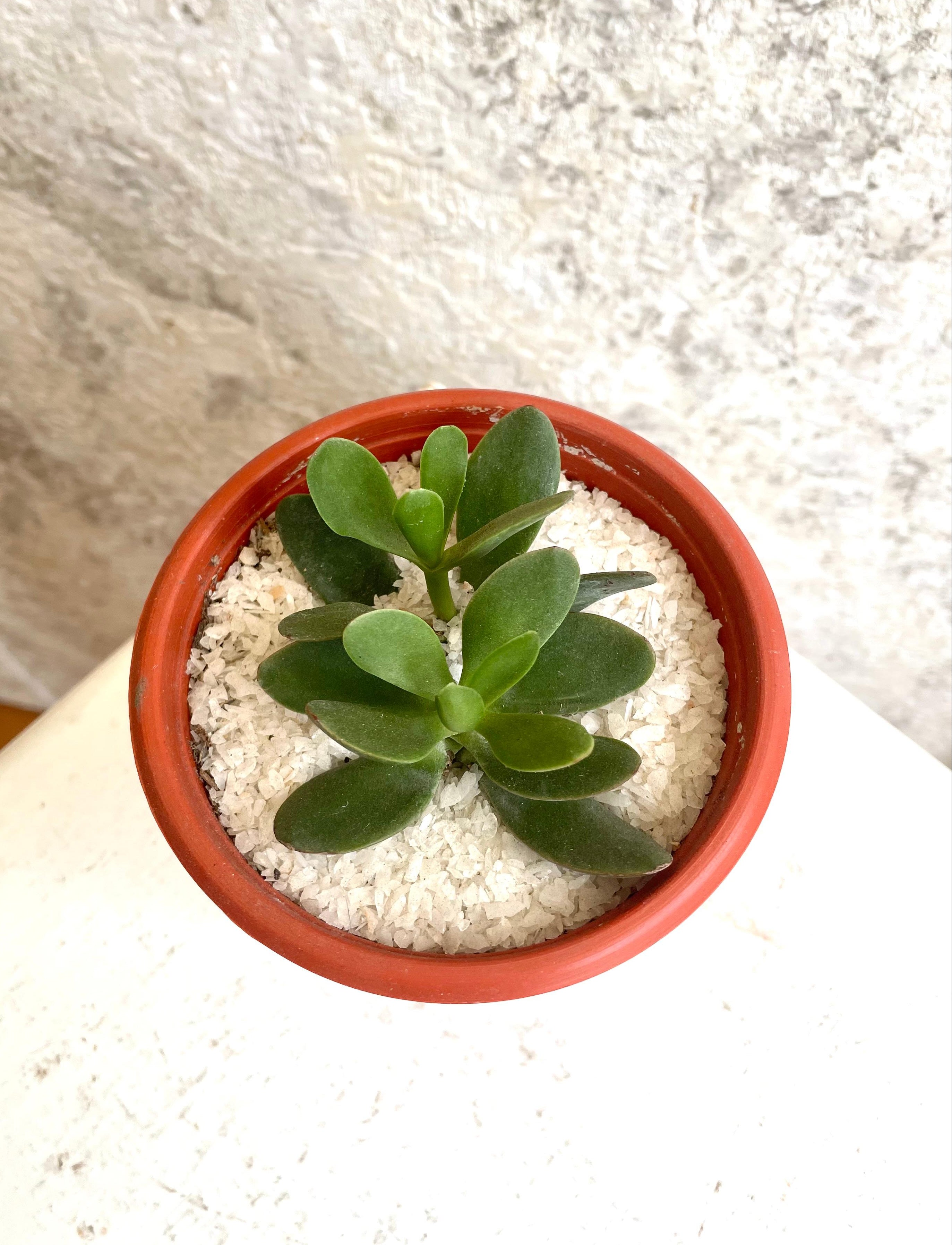 Suculenta Árbol de Jade Cód. SAJMP01