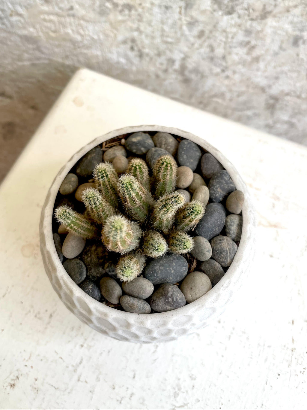 Suculenta Cactus Cacahuete Cód. SCCM3D01