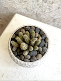 Peanut Cactus Succulent