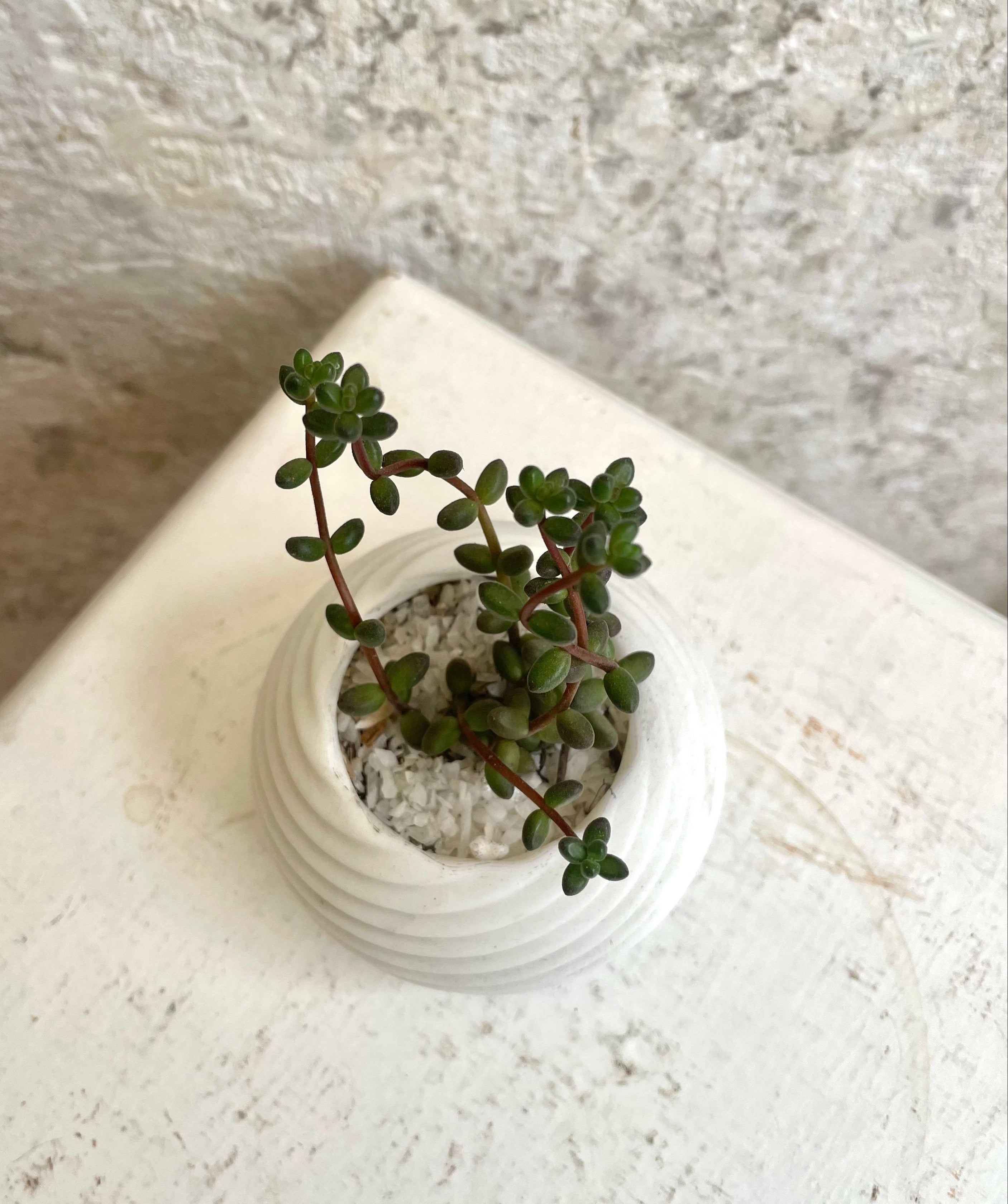 Suculenta Sedum Stahlii Cód. SSSM3D01