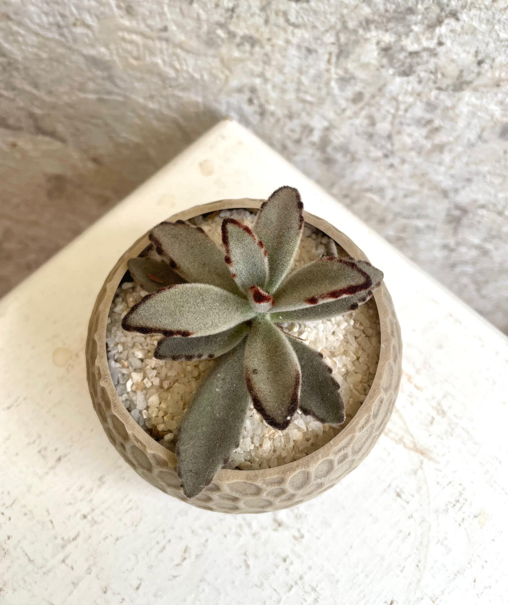 Suculenta Planta Panda Cód. SPPM3D01