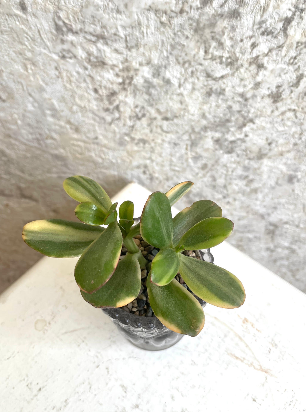 Suculenta Crassula Ovata Tricolor Cód. SCOTC01