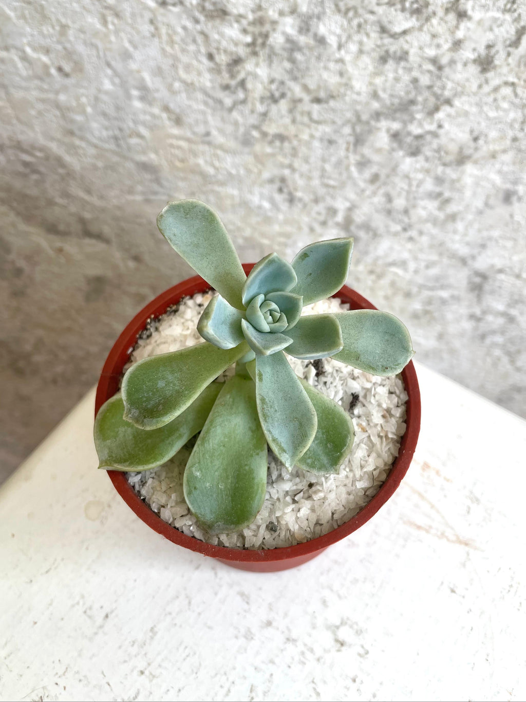 Suculenta Graptopétalo Cód. SGMP01