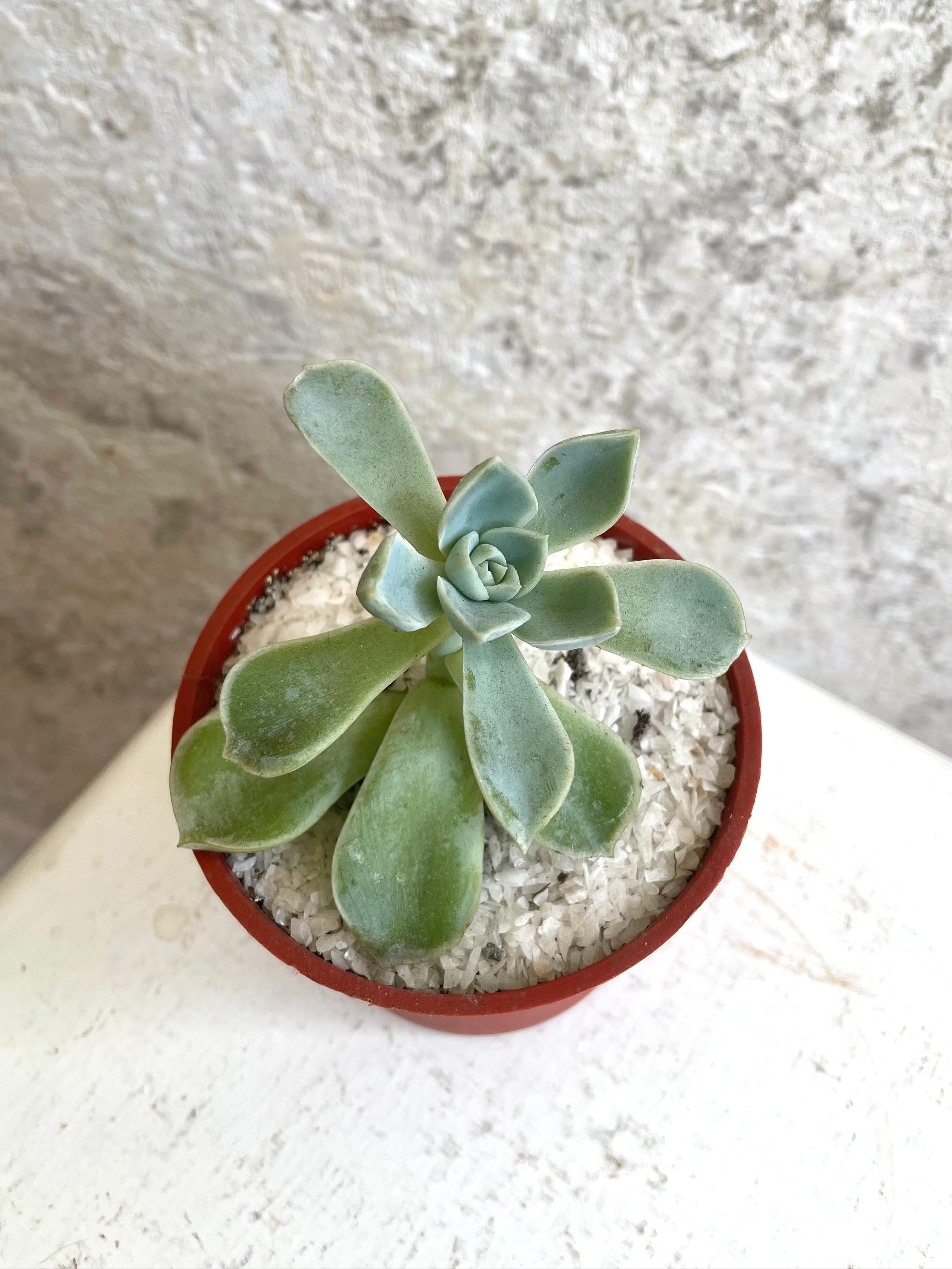 Suculenta Graptopétalo Cód. SGMP01