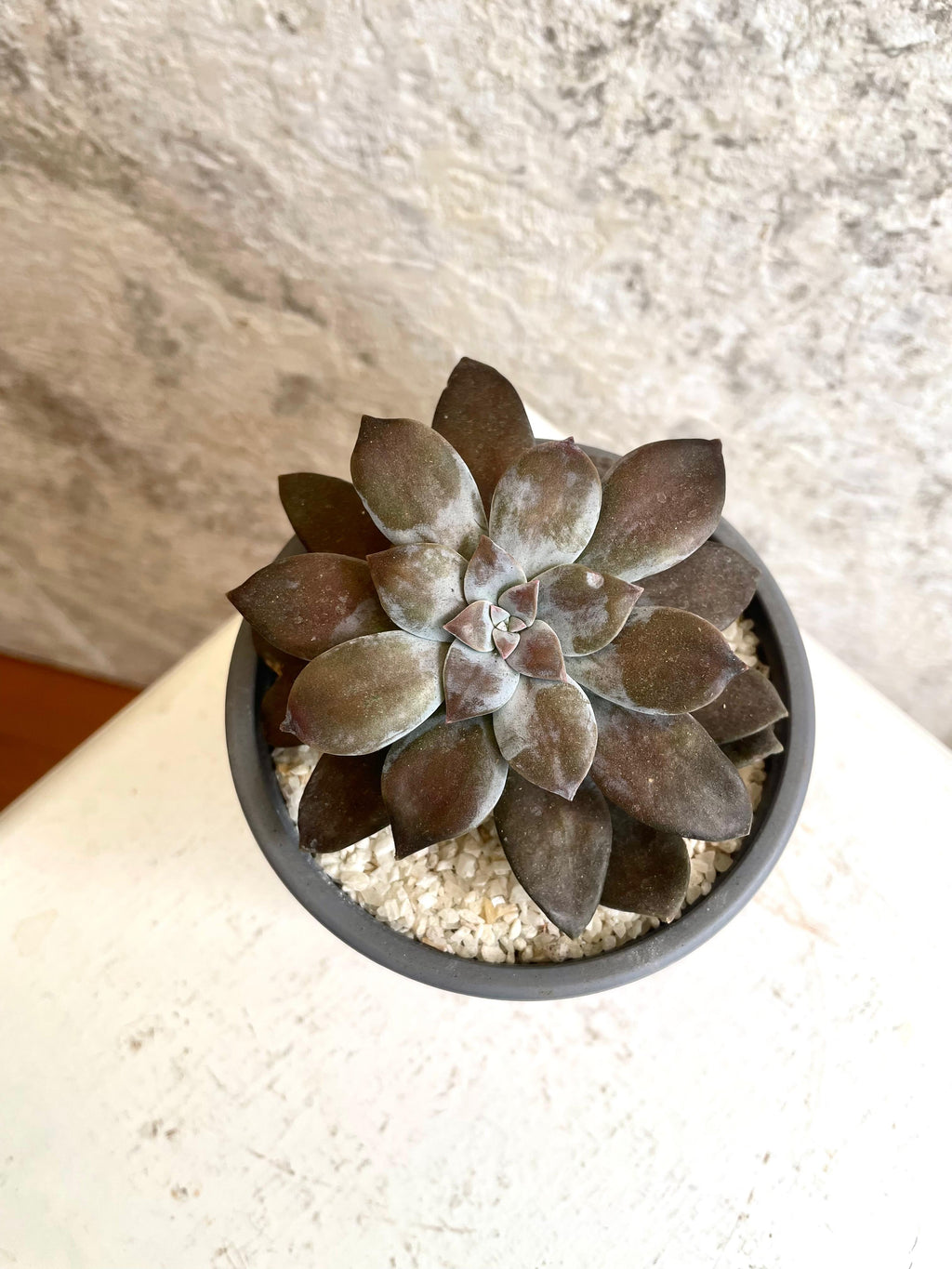 Suculenta Purple Delight Cód. CPDMP01