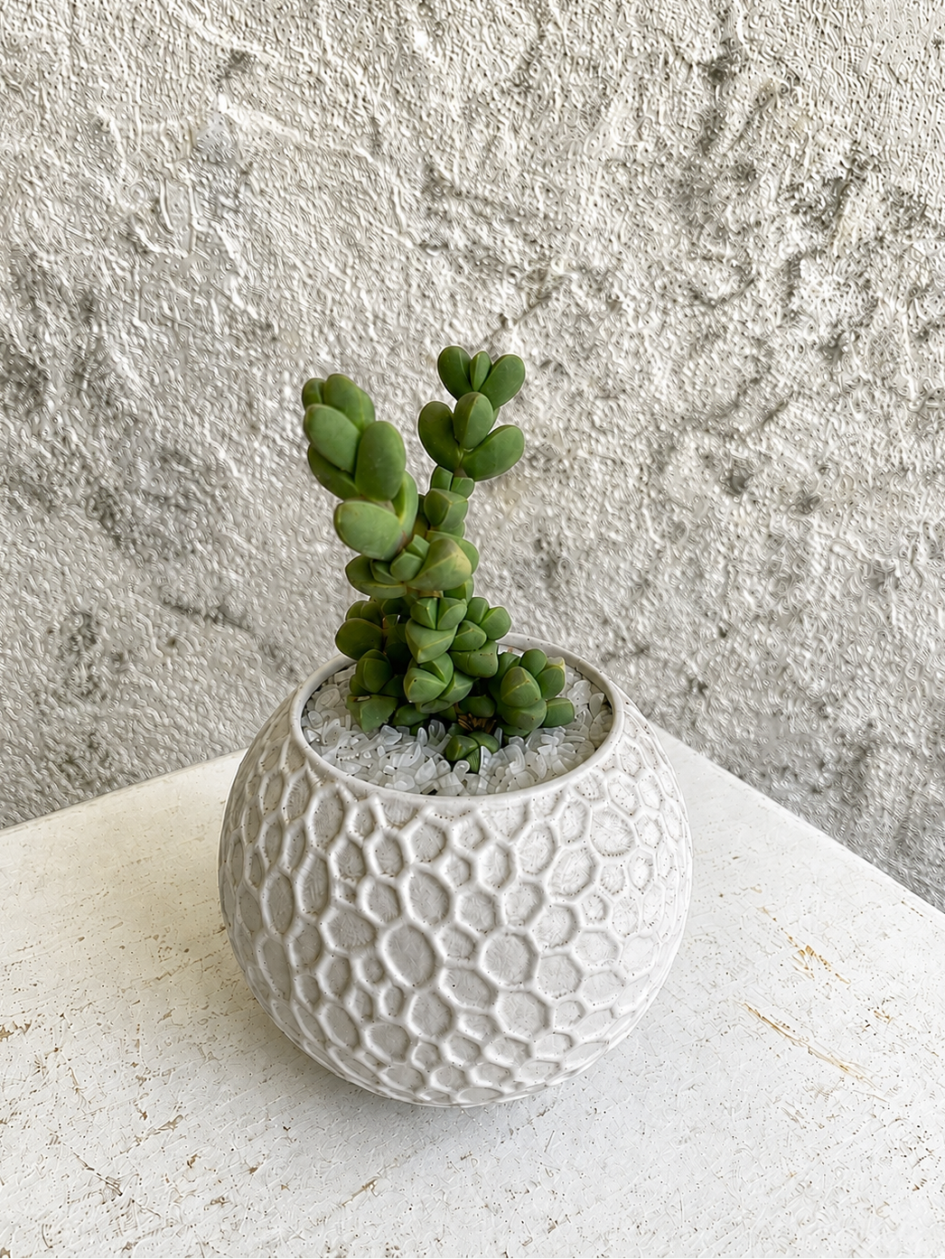 Suculenta Planta de Hielo Cod. SPHM3D2