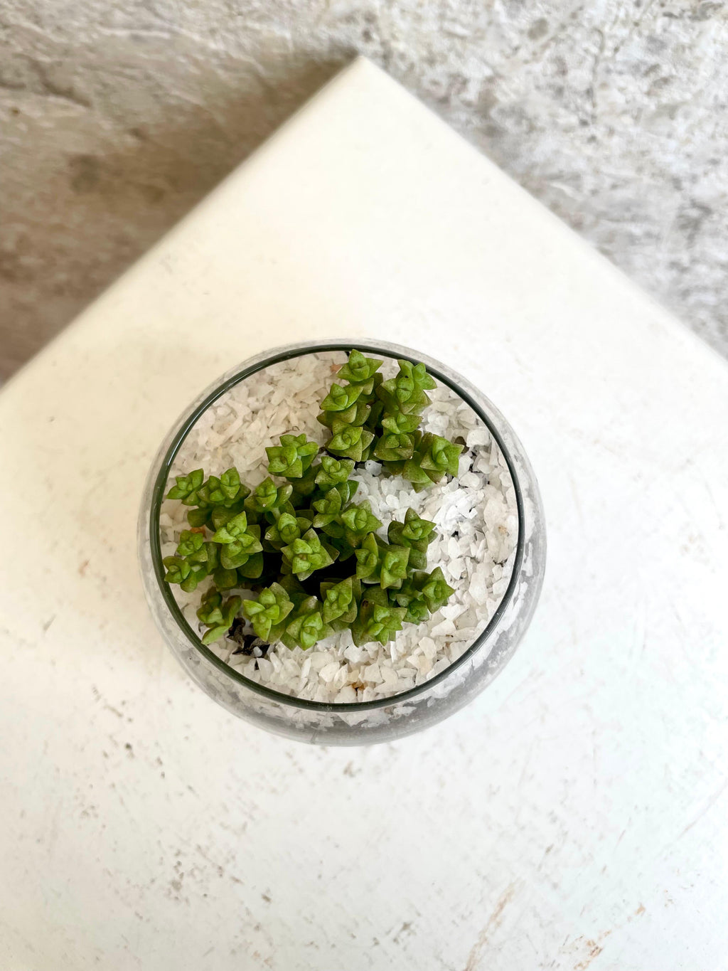 Suculenta Crassula Rupestris "Tom thumb" Cód. SCR01