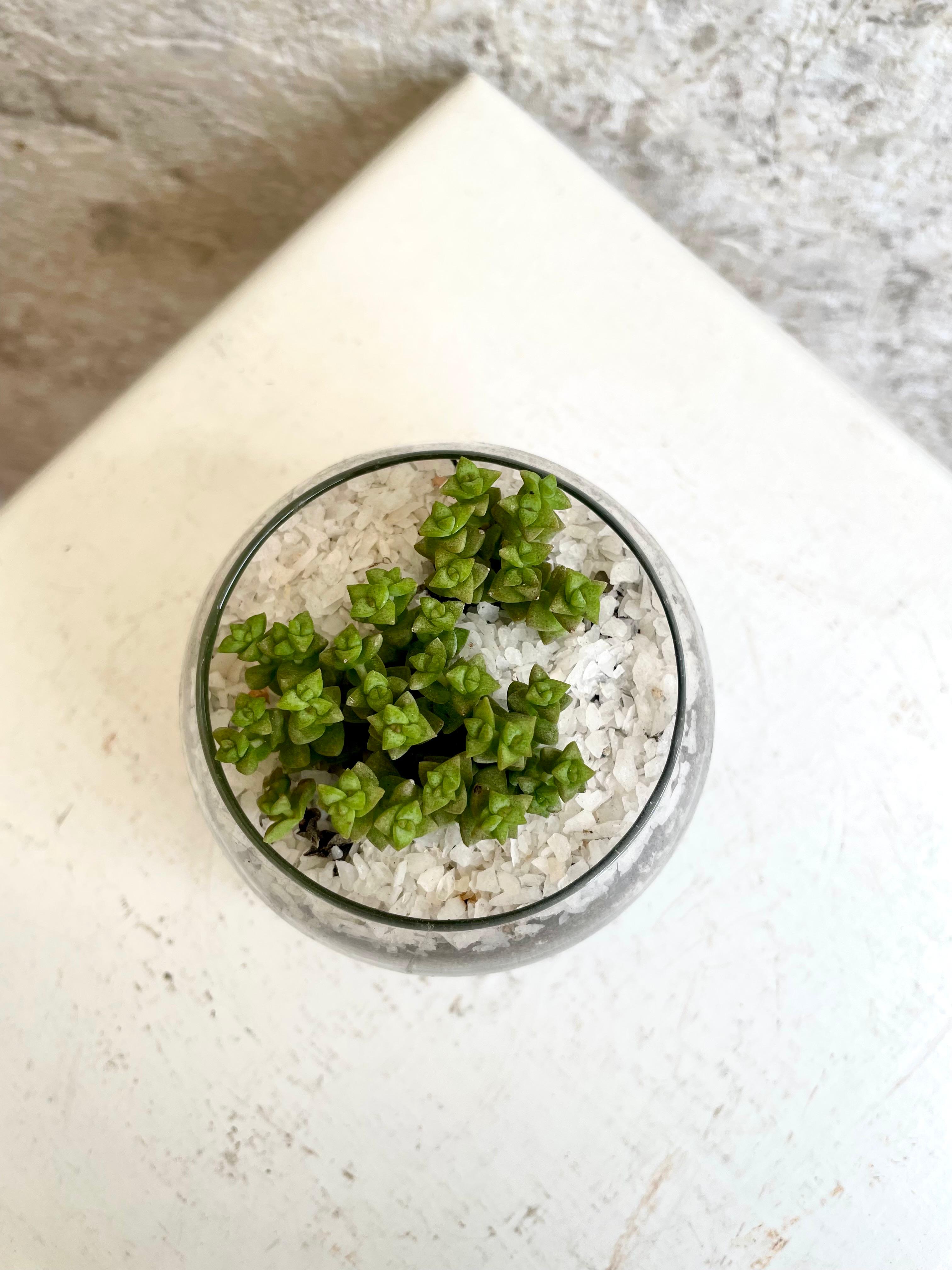 Suculenta Crassula Rupestris "Tom thumb" Cód. SCR01